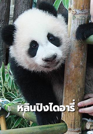 หลินปิงไดอารี่