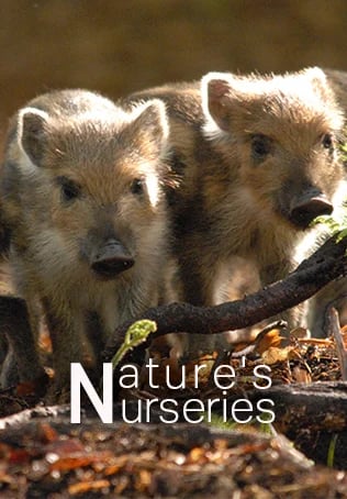 Nature's Nurseries