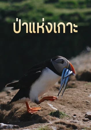 ป่าแห่งเกาะ