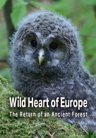 Wild Heart of Europe - The Return Of An Ancient Forest
