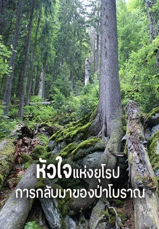 หัวใจแห่งยุโรป การกลับมาของป่าโบราณ