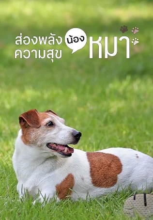 ส่องพลังความสุขน้องหมา