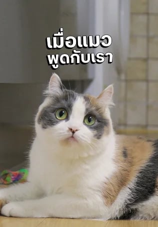 เมื่อแมวพูดกับเรา