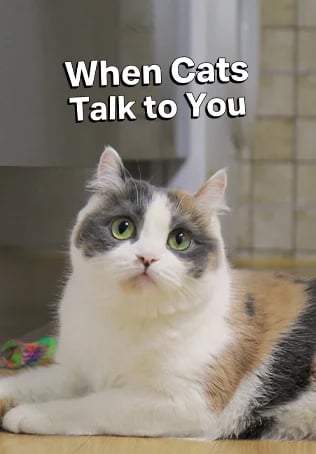 When Cats Talk to You