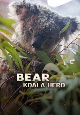 Bear Koala Hero