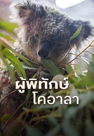 ผู้พิทักษ์โคอาลา