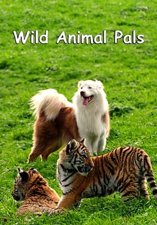 Wild Animal Pals