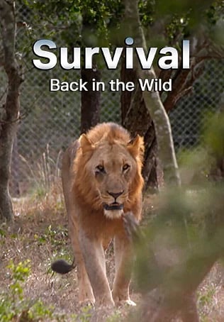 Survival Back in the Wild