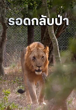รอดกลับป่า