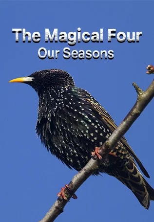 The Magical Four – Our Seasons