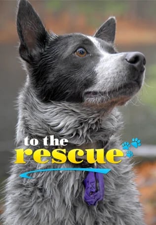 To the Rescue