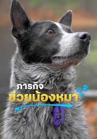 ภารกิจช่วยน้องหมา