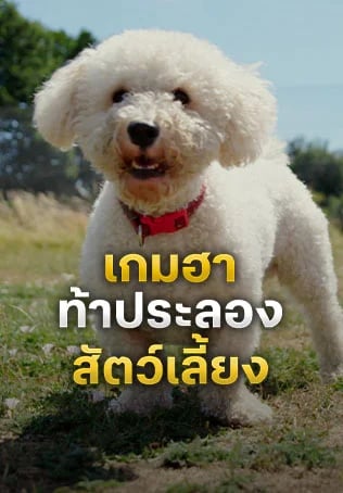 เกมฮาท้าประลองสัตว์เลี้ยง