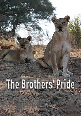 The Brothers' Pride