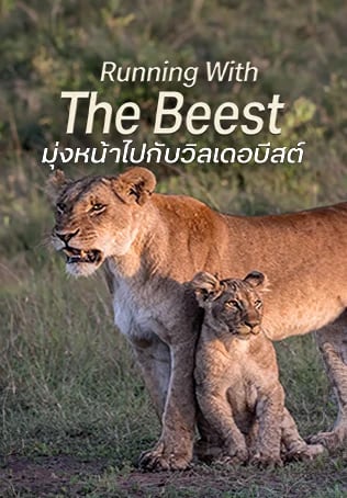 มุ่งหน้าไปกับวิลเดอบีสต์