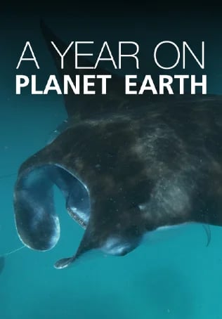 A Year on Planet Earth