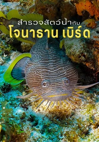 สำรวจสัตว์น้ำกับโจนาธาน เบิร์ด ปี 7