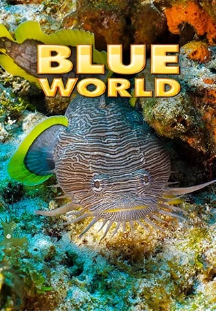 Blue World S7