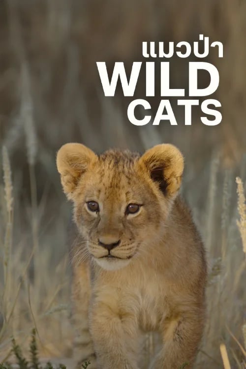 Wild Cats