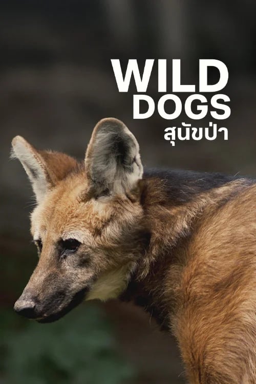 Wild Dogs