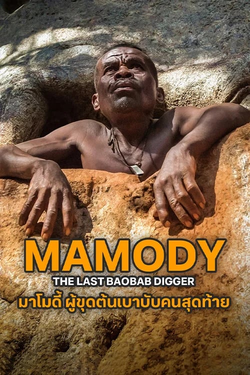 มาโมดี้ ผู้ขุดต้นเบาบับคนสุดท้าย