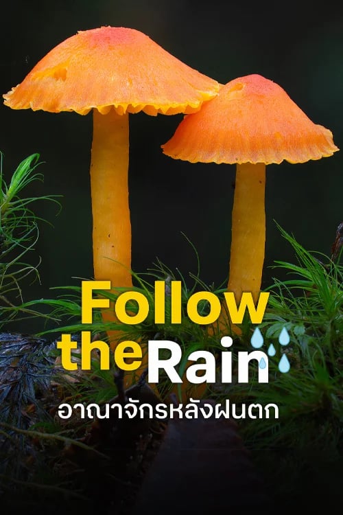 อาณาจักรหลังฝนตก