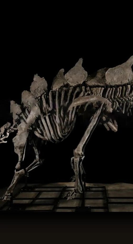 Bones Of Contention