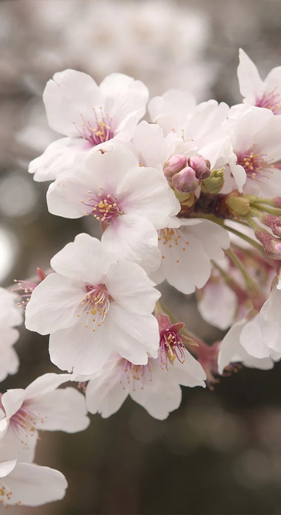 Japan: Sense Of Seasons