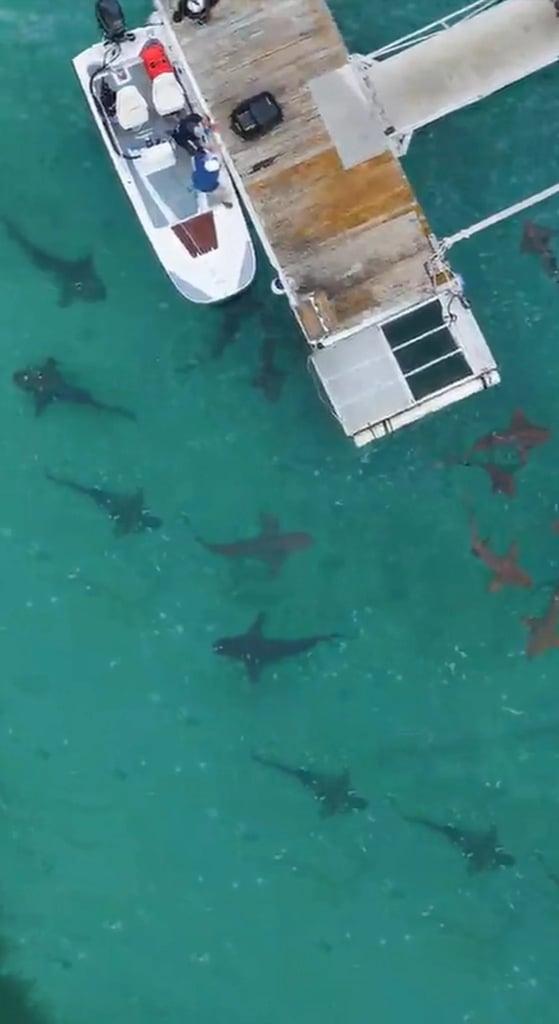 Kpop Shark Heroes
