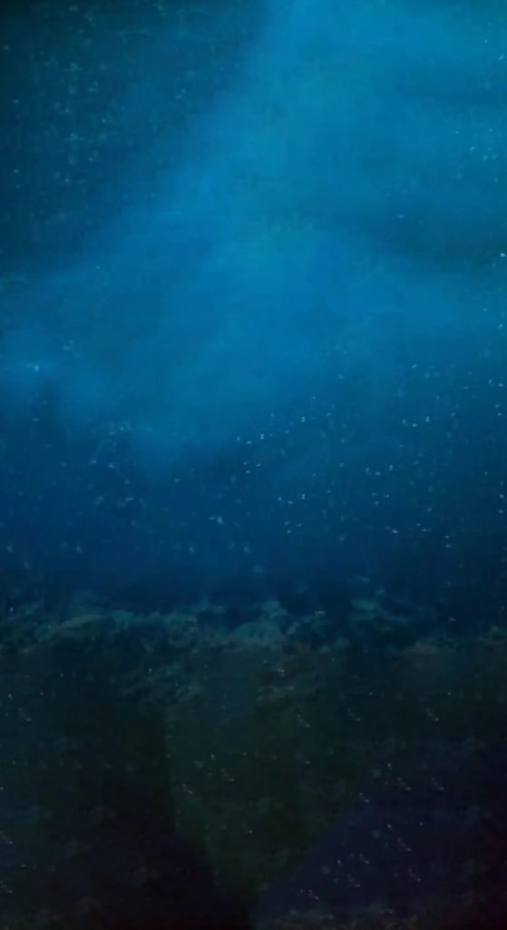 Thresher Shark Stun To Kill