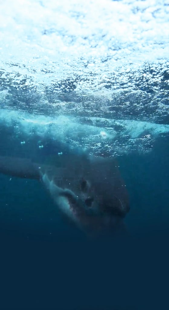 What Shark Attacked
