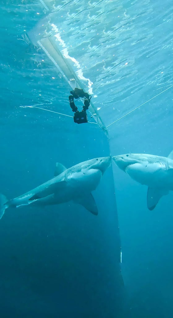 How To Train A Great White