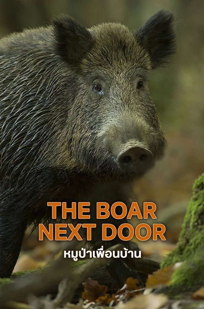 The Boar Next Door