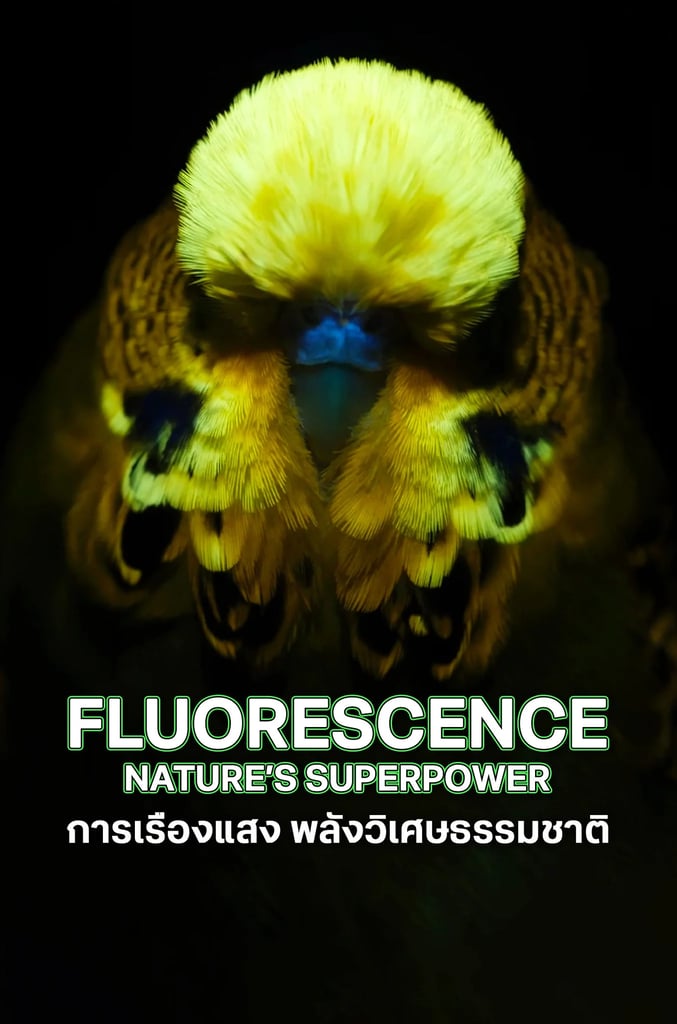 Fluorescence: Nature’s Superpower