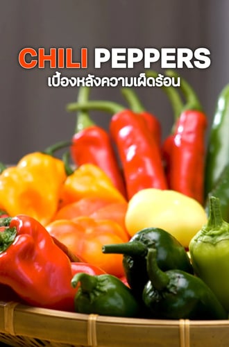 เบื้องหลังความเผ็ดร้อน