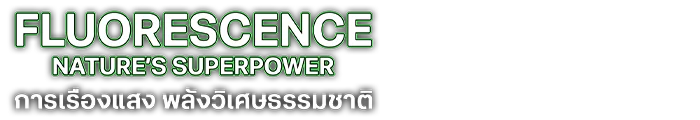 Fluorescence: Nature’s Superpower